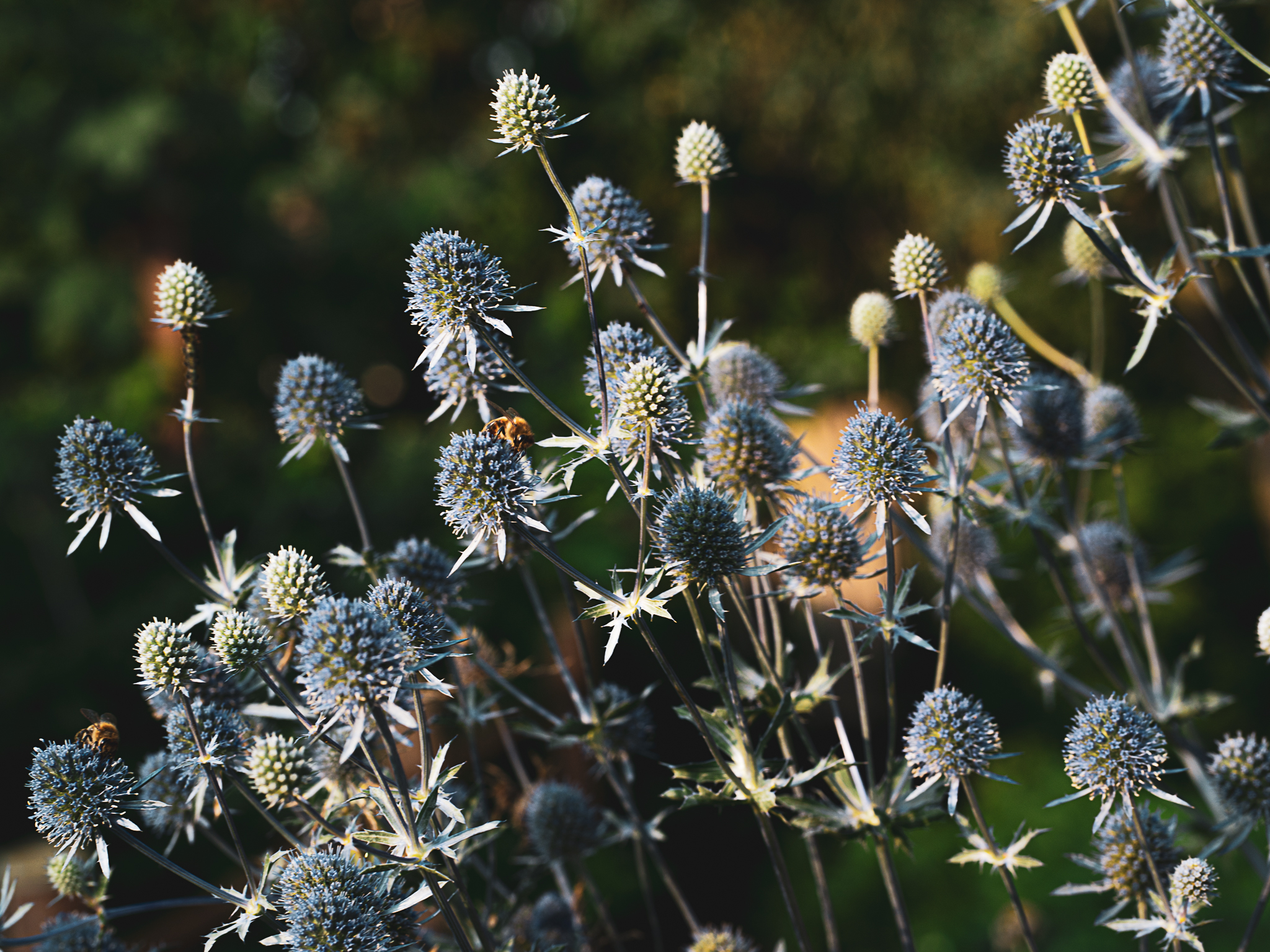 Blumen mit Biene Foto Natur, Event und Kultur.