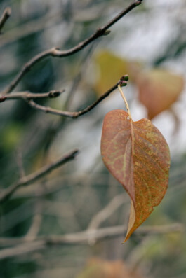  Foto Natur, Event und Kultur.